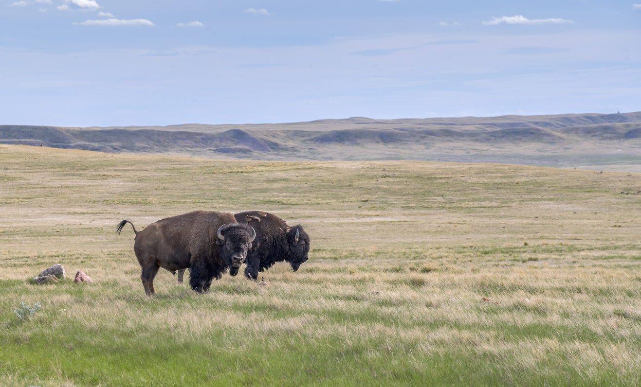 Two male plains bison on the prairie in Grasslands National Park, Saskatchewan, Canada. Launch of PlayNow's Online Poker in Saskatchewan Delayed
