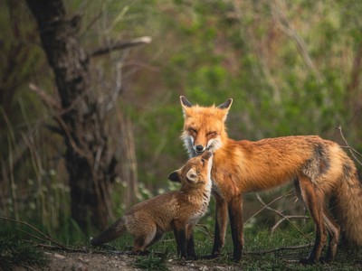 Best Real Money Sportsbooks in Ontario 2023